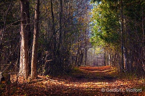 Stony Swamp Trail 26_10165.jpg - Photographed in the Greenbelt at Ottawa, Ontario - the capital of Canada.